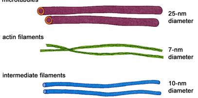 Cytoskeleton Network of protein filaments that helps the