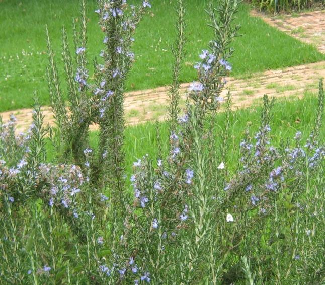 Name Common name Picture Uses Parts used Propagation methods Rosmarinus Rosemary officinalis Rosemary is taken internally Leaves Rosemary is easiest as colds, to grow from a cutting, rather than