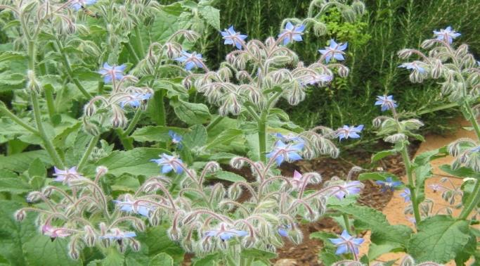 Borago Borage officinalis It is used to treat oily skin, Leaves Propagate by seeds coughing, reliving eczema, seeds assisting to fight