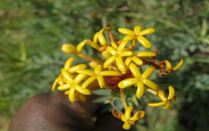 Gnidia Yellow heads; kaussiana harige gifbossie; plant is known in Xhosa) is isidikili, imfuzane, also very effective for