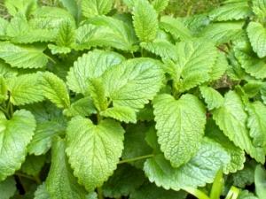 Melissa Lemon balm Infusions are taken internally Leaves Propagate by seed or officinalis for nervous