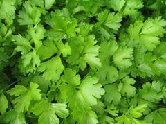 division, stem cuttings seeds Petroselinum Parsley It is used for menstrual Leaves, Propagated from