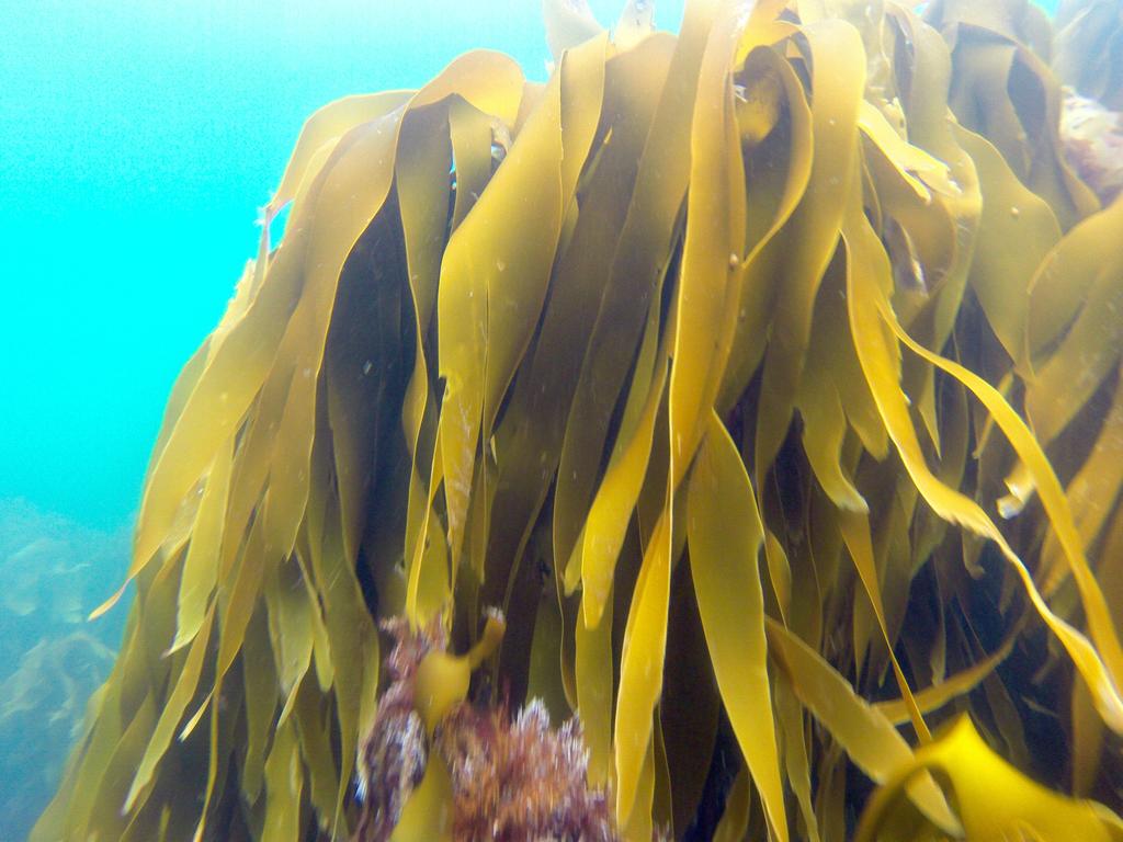 Seaweed Biopolymers and