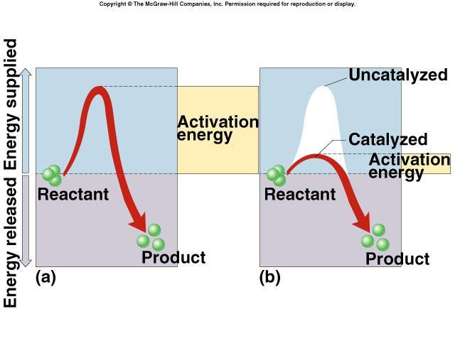 2. At a constant temperature and ph, the rate of an enzyme-catalyzed reaction is dependent on the concentration of enzyme and the concentration of substrate. a. Explain why at very high concentrations of substrate the reaction rate levels off.