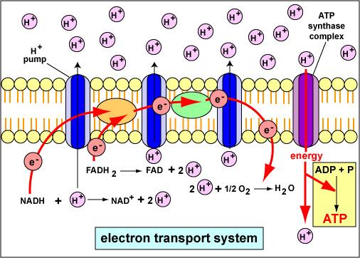 Cellular Respiration Electron Transport On the cristae of the mitochondria the charged electron carriers