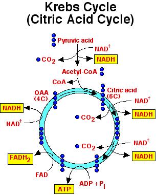 Cellular Respiration Krebs Cycle The pyruvate and NADH transfer to the membrane (cristae) of the mitochondria at a cost of 2 molecules of ATP.