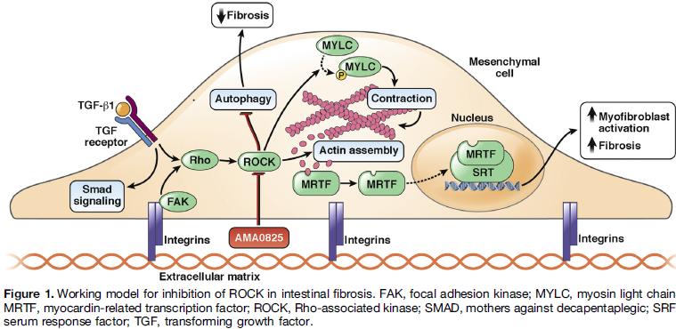 The central role of ROCK in fibrosis ROCK (Rho-associated Kinase) is involved in fibroblast activation via multiple stimuli such as TGFβ ROCK is involved in transition of GI mesenchymal cells to