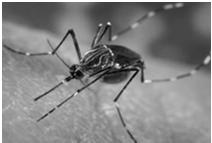 5 Major Mode of Transmission Aedes spp.