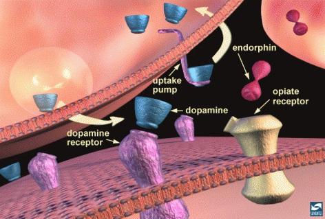 Using the close-up of a synapse, continue using dopamine for your example of synaptic function. Explain that it is synthesized in the nerve terminal and packaged in vesicles.