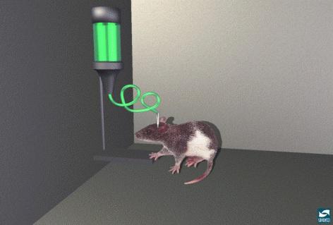 Just as a rat will stimulate itself with a small electrical jolt (into the reward pathway), it will also press a bar to receive heroin.