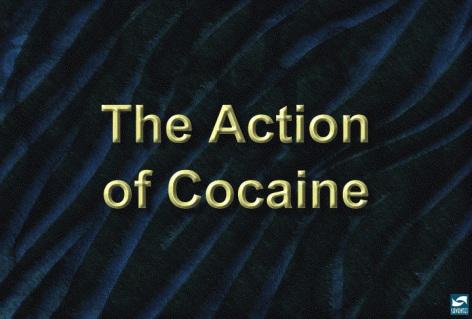 Section IV: The Action of Cocaine 1: The action of cocaine Cocaine is also an addictive drug, and like heroin, not all users become addicted.