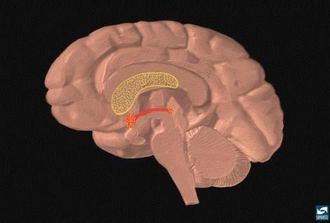 When a person smokes or snorts cocaine, it reaches all areas of the brain, but it binds to sites in some very specific areas.