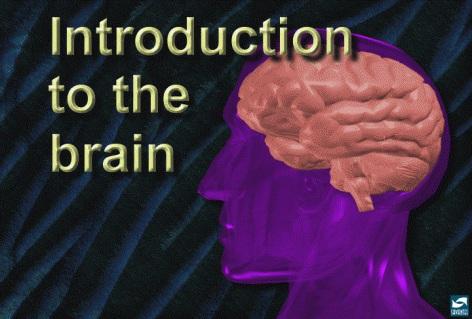 Section I: Introduction to the Brain 1: Introduction Introduce the purpose of your presentation.