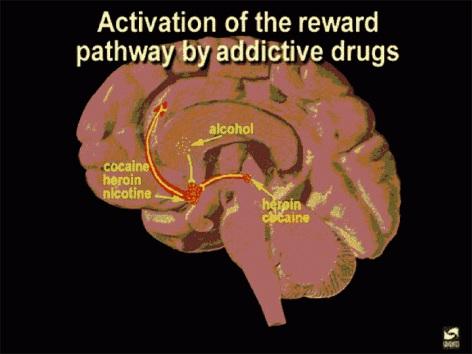In this last image, the reward pathway is shown along with several drugs that have addictive potential.
