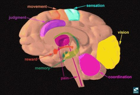 Certain parts of the brain govern specific functions. Point to areas such as the sensory (blue), motor (orange) and visual cortex (yellow) to highlight their specific functions.