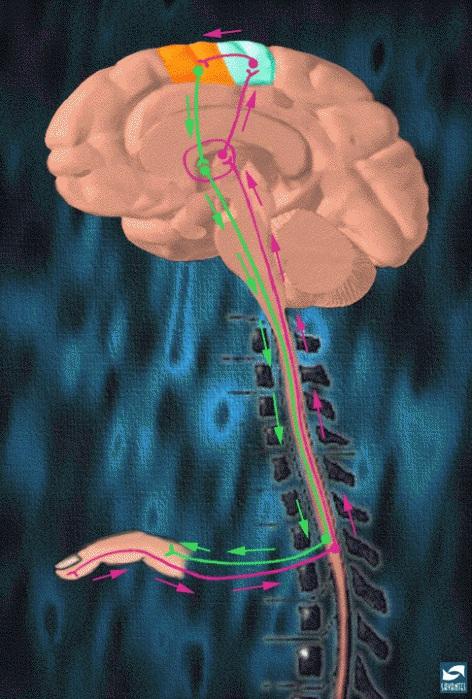 This is a long pathway, in which neurons make connections in both the brain and the spinal cord. Explain what happens when one slams a door on one's finger.