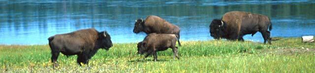 ratio, while bison, range-grazed, and especially grain-fed are comparatively low in polyunsaturated fatty acids.