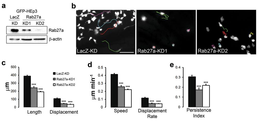 Supplementary Figure 1. Rab27a-KD inhibits speed and persistence of HEp3 cells migrating in the chick CAM. (a) Western blot analysis of Rab27a expression in GFP-expressing HEp3 cells.