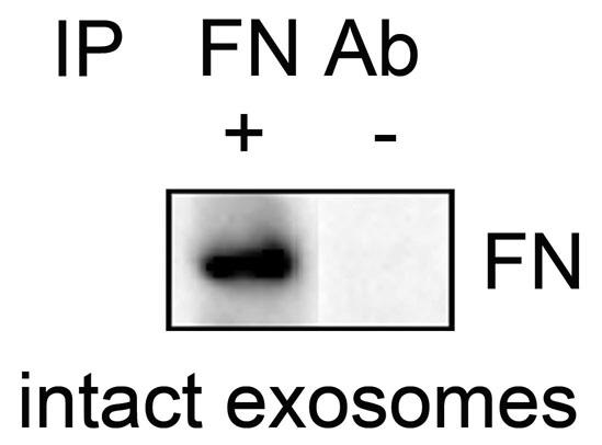 Supplementary Figure 2. Fibronectin is present at the surface of exosomes.