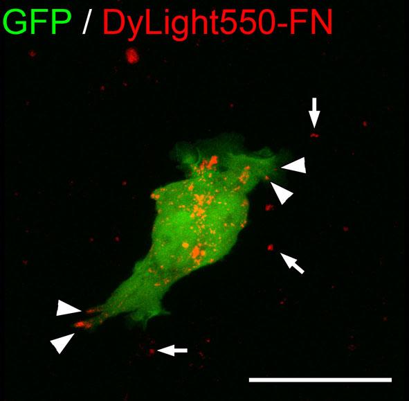 Supplementary Figure 3. Incorporation of endocytosed FN into adhesions in vivo. DyLight550- labeled FN (red) was allowed to be endocytosed into GFP-expressing HT1080 (green) for 1 h.