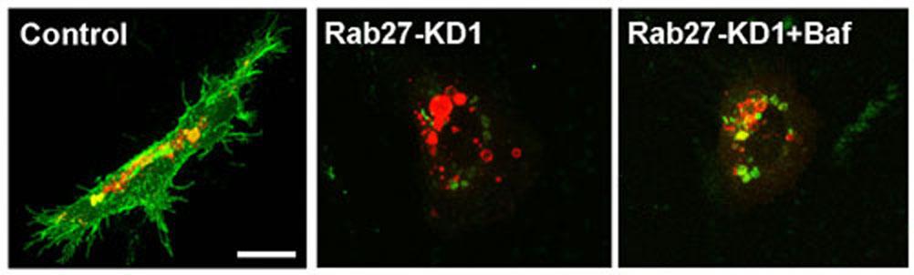 Supplementary Figure 5. Validation of phluorin-cd63 construct. phluorin-gfp is a ph-sensitive GFP with a pka of 7.1 1.