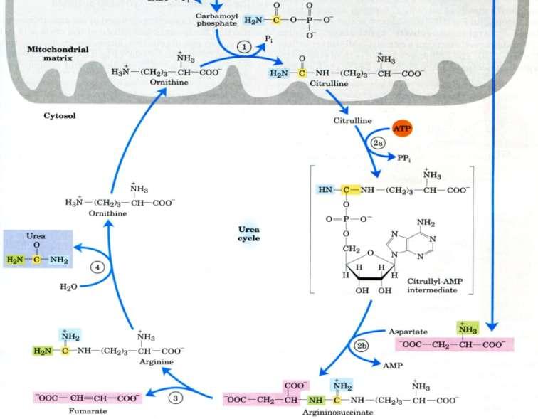 Step 5: urea cycle aspartate Ornithine transcarbamoylase