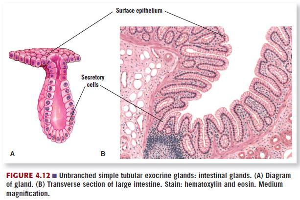 Modes of Secretions Apocrine glands: a small portion of the apical cytoplasm discharged with the secretory products. e.g.. Mammary glands and some sweat glands.