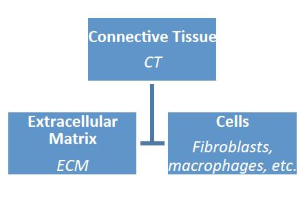 Connective Tissue is composed of: Cells Extracellular Matrix (material outside of