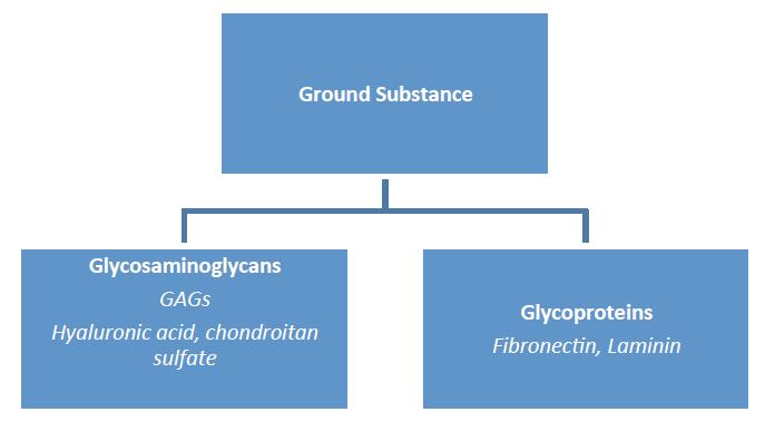Ground substance consists of glycosaminoglycans and glycoproteins Cells of the CT Mitotically active = blasts Mature cells = cytes Fibroblasts =