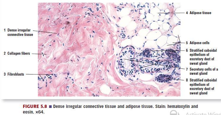 Dense Irregular Connective Tissue Found in Dermis,