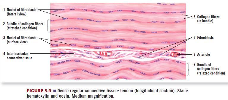 Regular Connective Tissue Found in Tendons & Ligaments