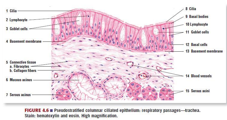 Pseudostratified Columnar Epithelium Pseudostratified columnar ciliated: nuclei disposed at different levels; basal cells do not extend to surface;