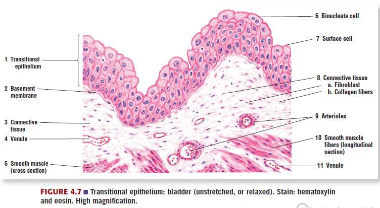 Function: to trap and remove unwanted particles from the respiratory tract Transitional Epithelium Transitional: urinary tract; accommodates stretching