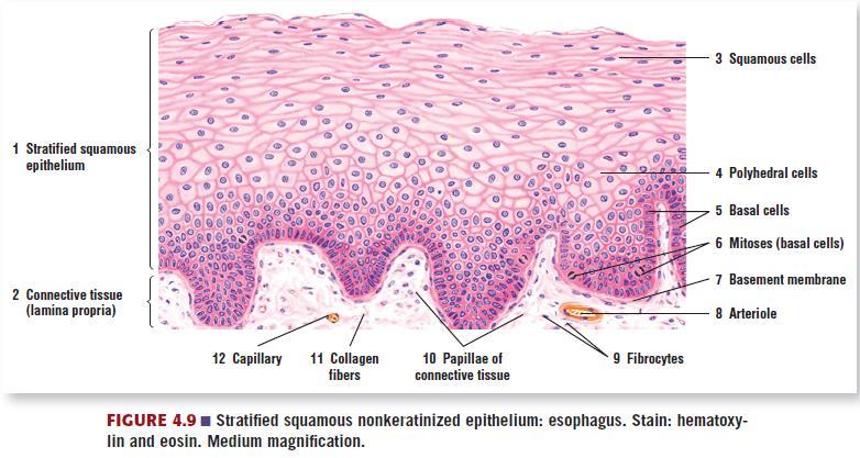 Stratified Squamous nonkeratinized (SSNK) Stratified squamous non-keratinizing (mucous membrane): resists