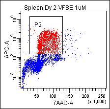 Spleen CD3/28 Day 2 [VPD450] 1x10 7 /ml 0 μm BrdU