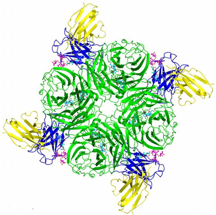Explring a PDB entry Things t remember A typical PDB entry cntains 3D crdinates f the macrmlecular structures that are experimentally derived using X-ray/NMR/electrn micrscpy.