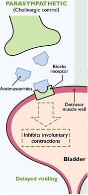 AnFmuscarinice reduc spasfcitatea detrusorului prin blocarea receptorilor