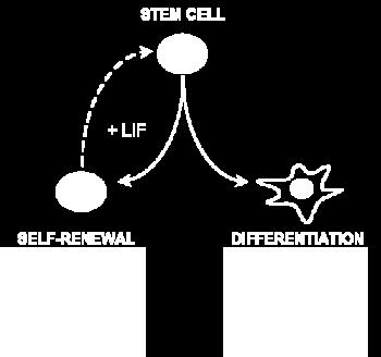 Hematopoietic Stem Cell can