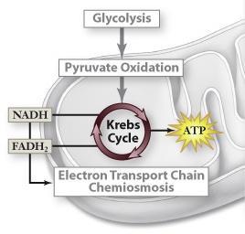 3. Krebs Cycle Cyclical metabolic pathway 9 reactions Occurs in the mitochondrial matrix