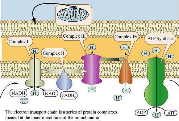 Electron Transport Chain A series of electron carriers and proteins Embedded in the inner membrane of
