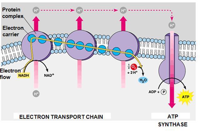Electron Transport Chain A series of REDOX reactions occur between each protein complex to transfer electrons 2