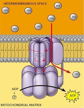 Chemiosmosis The process in which ATPase converts energy