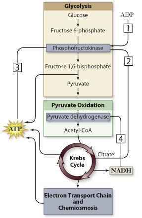 Regulation of Aerobic Catabolic Pathways Rate of ATP production is controlled by feedback mechanisms.