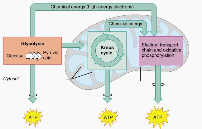 4 Main stages of aerobic cellular respiration 1. Glycolysis 2. Pyruvate Oxidation 3. Krebs Cycle 4.