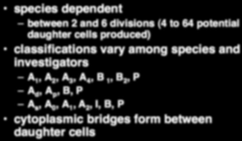 Mitotic Divisions species dependent between 2 and 6 divisions (4 to 64 potential daughter