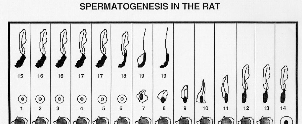 ull Spermatogenesis Stages ull Spermatogenesis - Stages Specific cellular