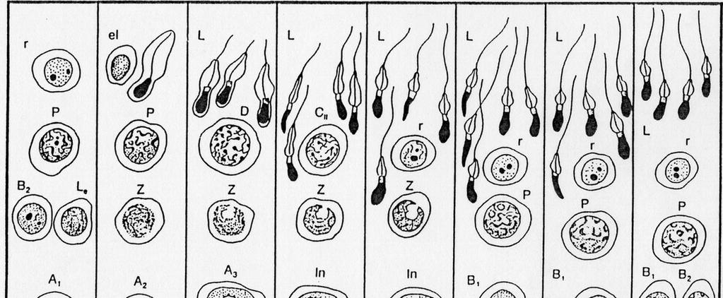 Cycle ull Spermatogenesis - Cycles