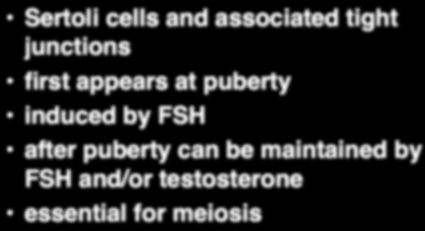 lood Testis arrier Sertoli cells and associated tight junctions first appears at puberty induced by after puberty can be maintained by and/or testosterone essential for meiosis!