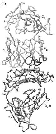of the receptor TCR structure TCR: Peptide/MHC