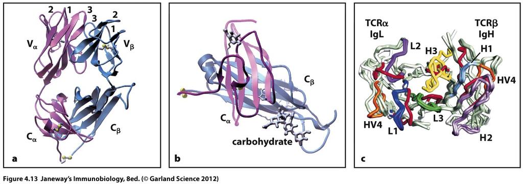 T cell receptor crystal structure CDR loops a chain in pink, b chain in